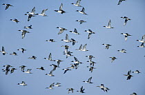 Northern Pintail (Anas acuta) flock flying, Europe