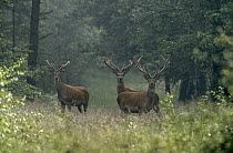 Red Deer (Cervus elaphus) three bucks standing in the woods, Europe