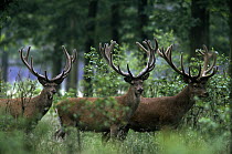 Red Deer (Cervus elaphus) three stags standing in the woods, Europe