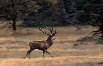 Red Deer (Cervus elaphus) stag running, Europe