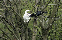 Domestic Cat (Felis catus) and Carrion Crow (Corvus corone) in tree, Europe