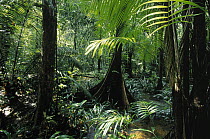 Palms and buttressed roots in rainforest interior, Guyana