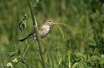 Willow Warbler (Phylloscopus trochilus) with nesting material, Europe