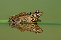Common Frog (Rana temporaria) on partially submerged leaf, Europe