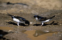 Common House Martin (Delichon urbicum) pair collecting mud at waterhole to use in nest construction, Europe