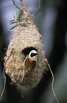 Eurasian Penduline-Tit (Remiz pendulinus) hanging on nest, Europe