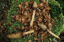 Pine (Pinus sp) cones consumed by a Eurasian Red Squirrel (Sciurus vulgaris), Europe