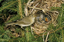Willow Warbler (Phylloscopus trochilus) parent feeding begging chicks in nest, Europe