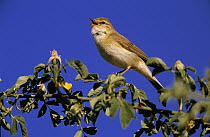 Willow Warbler (Phylloscopus trochilus) singing in rose bush, Europe