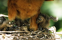 Hoatzin (Opisthocomus hoazin) chick being shaded from sun by parent, Guyana