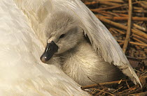 Mute Swan (Cygnus olor) cygnet under parent's wing, Europe