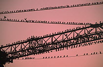 Common Starling (Sturnus vulgaris) flock sitting on crane, Europe