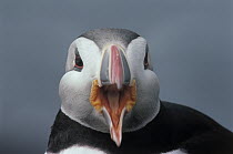 Atlantic Puffin (Fratercula arctica) portrait of adult calling during breeding season showing colorful bill and rictal rosette in corner of mouth, Europe