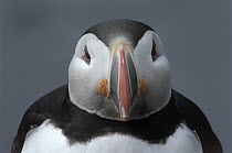 Atlantic Puffin (Fratercula arctica) portrait of adult during breeding season showing colorful bill and rictal rosette in corner of mouth, Europe