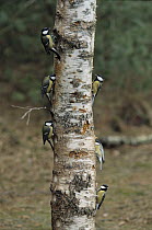 Great Tit (Parus major) six on tree trunk, Europe