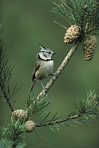 Crested Tit (Lophophanes cristatus) in Pine (Pinus sp) tree, Europe