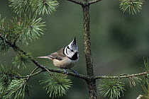 Crested Tit (Lophophanes cristatus) in pine tree, Europe