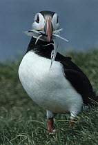 Atlantic Puffin (Fratercula arctica) with feathers in beak to be used as nesting material during breeding season, Europe