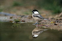 Willow Tit (Parus montanus) at water's edge with reflection, Europe