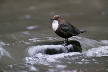 White-throated Dipper (Cinclus cinclus) on stone in water fishing, unusual songbird that fishes in streams, Europe
