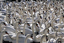 Mute Swan (Cygnus olor) large flock, Europe