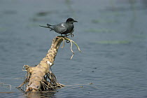 Black Tern (Chlidonias niger) sitting on water lily root, Europe
