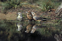 Red Crossbill (Loxia curvirostra) two males and one female at waterhole, Europe