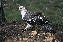 Honey Buzzard (Pernis apivorus) digs out wasp nest, adult and larvae of bees and wasps makes up most of this birds' diet, Europe