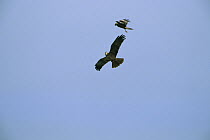 Western Marsh-Harrier (Circus aeruginosus) hawk couple courting flying, Europe