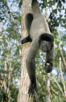 Humboldt's Woolly Monkey (Lagothrix lagotricha) hanging by his tail, Brazil
