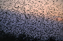 Common Starling (Sturnus vulgaris) flock flying at dusk, Europe