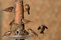 House Sparrow (Passer domesticus) group feeding from a bird feeder showing possible mold that can kill birds if left unchecked, Europe