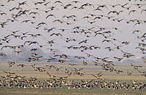 Barnacle Goose (Branta leucopsis) flock landing and flying over polder landscape, Europe