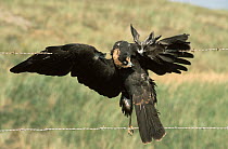 Western Marsh-Harrier (Circus aeruginosus) caught in barbed wire, Europe