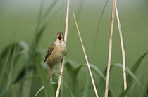 Eurasian Reed-Warbler (Acrocephalus scirpaceus) singing, Europe