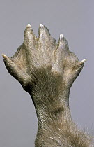 European River Otter (Lutra lutra) detail of webbed paw, Europe