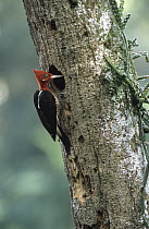Robust Woodpecker (Campephilus robustus) at entrance to nest cavity, Pantanal, Brazil