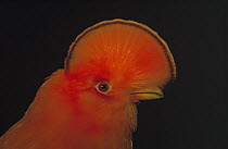 Guianan Cock-of-the-rock (Rupicola rupicola) male, Voltsberg, Surinam