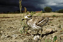 Eurasian Thick-knee (Burhinus oedicnemus) male on nest with eggs under stormy sky, Europe
