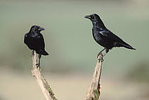 Carrion Crow (Corvus corone) pair, Europe