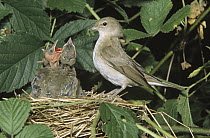 Garden Warbler (Sylvia borin) parent at nest with chicks, preparing to feed them a caterpillar, Europe