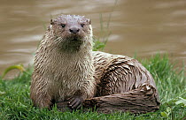 European River Otter (Lutra lutra) resting on riverbank, Europe