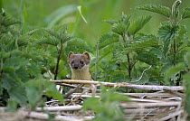 Short-tailed Weasel (Mustela erminea) amid nettles, Europe