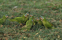 Blue-crowned Parakeet (Aratinga acuticaudata) group of feeding on the ground, Pantanal, Brazil