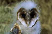 Barn Owl (Tyto alba) portrait of owlet with downy feathers, Europe