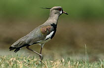 Southern Lapwing (Vanellus chilensis) walking across meadow, French Guiana