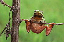 European Tree Frog (Hyla arborea) hanging on plant, Europe