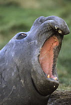 Southern Elephant Seal (Mirounga leonina) male in aggressive display, sub-Antarctica