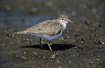 Common Sandpiper (Actitis hypoleucos) on tidal flats, Europe