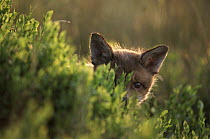 Red Fox (Vulpes vulpes) kit peeking out from behind a bush, Europe